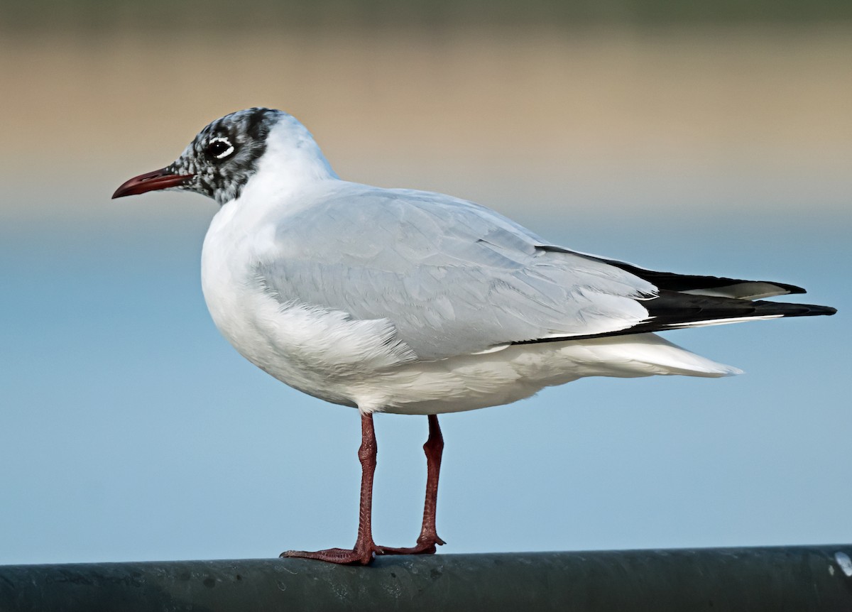 Gabbiano comune - ML650626436