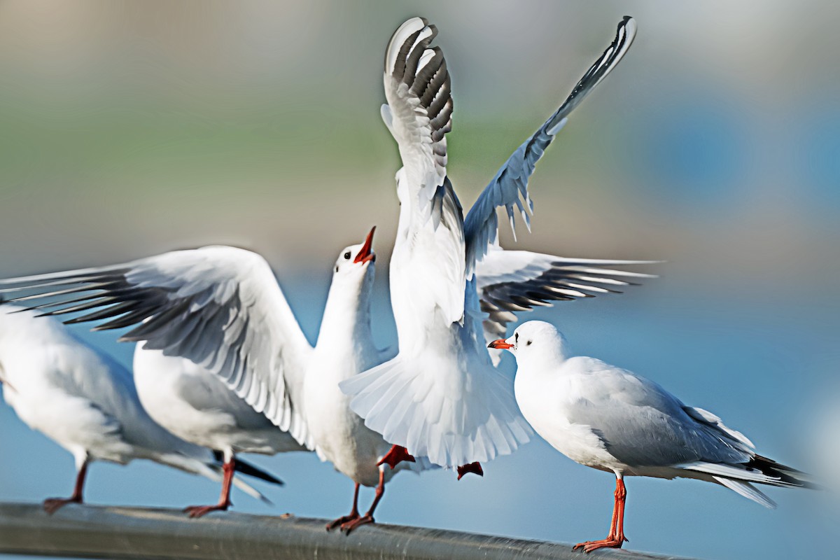 Gabbiano comune - ML650626437