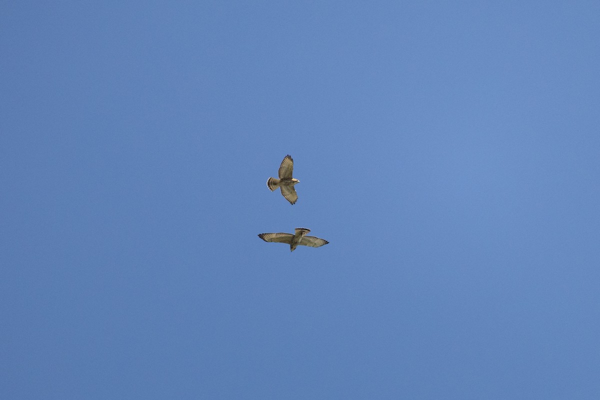 Broad-winged Hawk - ML650626505