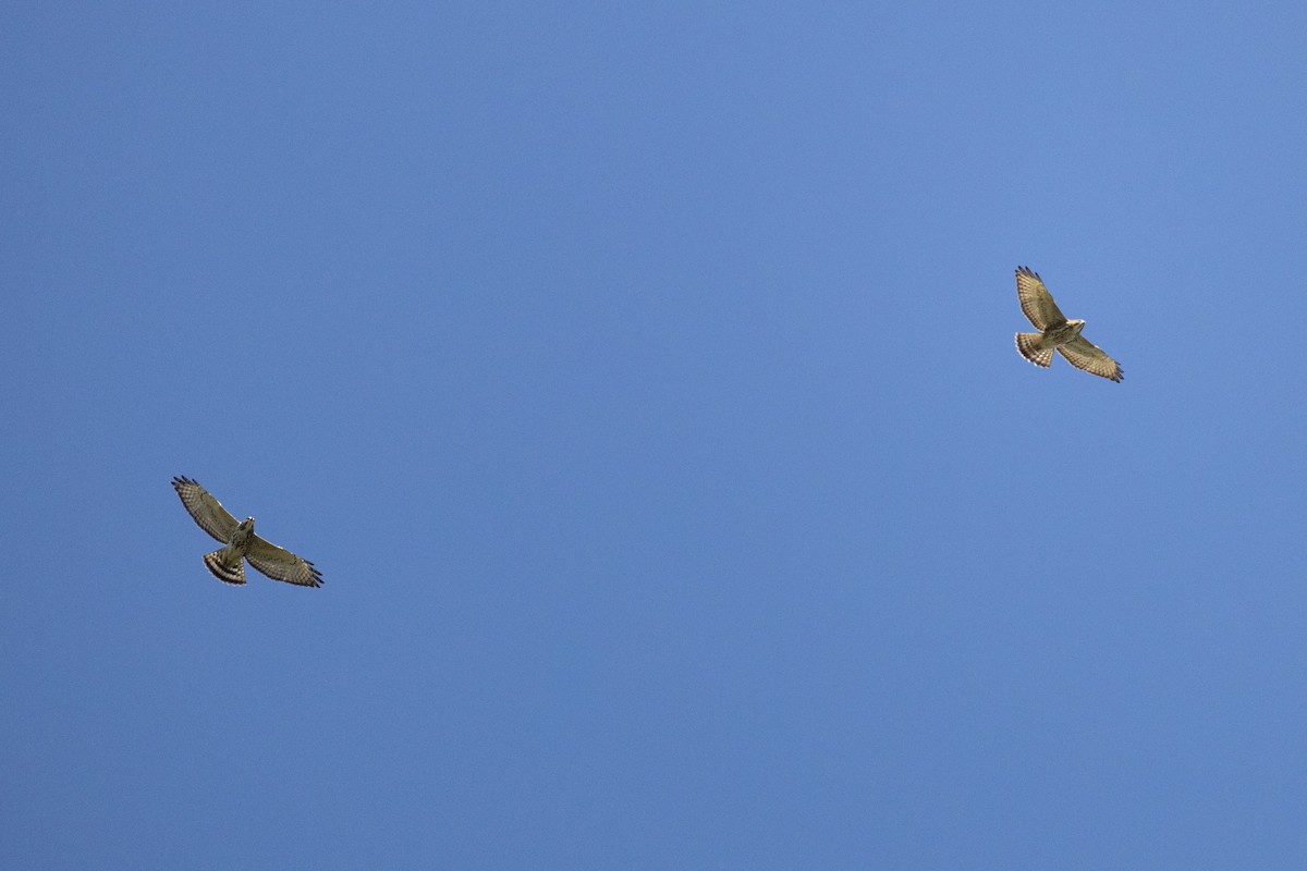 Broad-winged Hawk - ML650626507