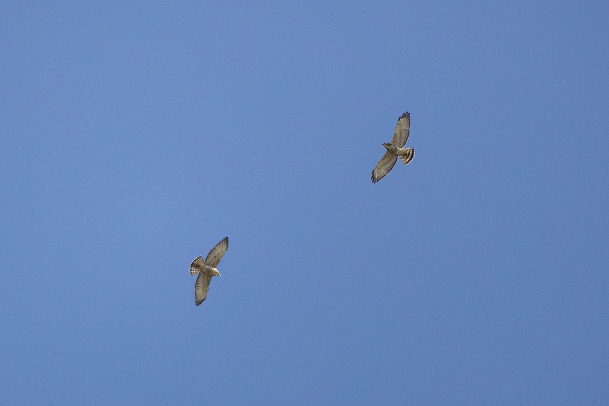 Broad-winged Hawk - ML650626513