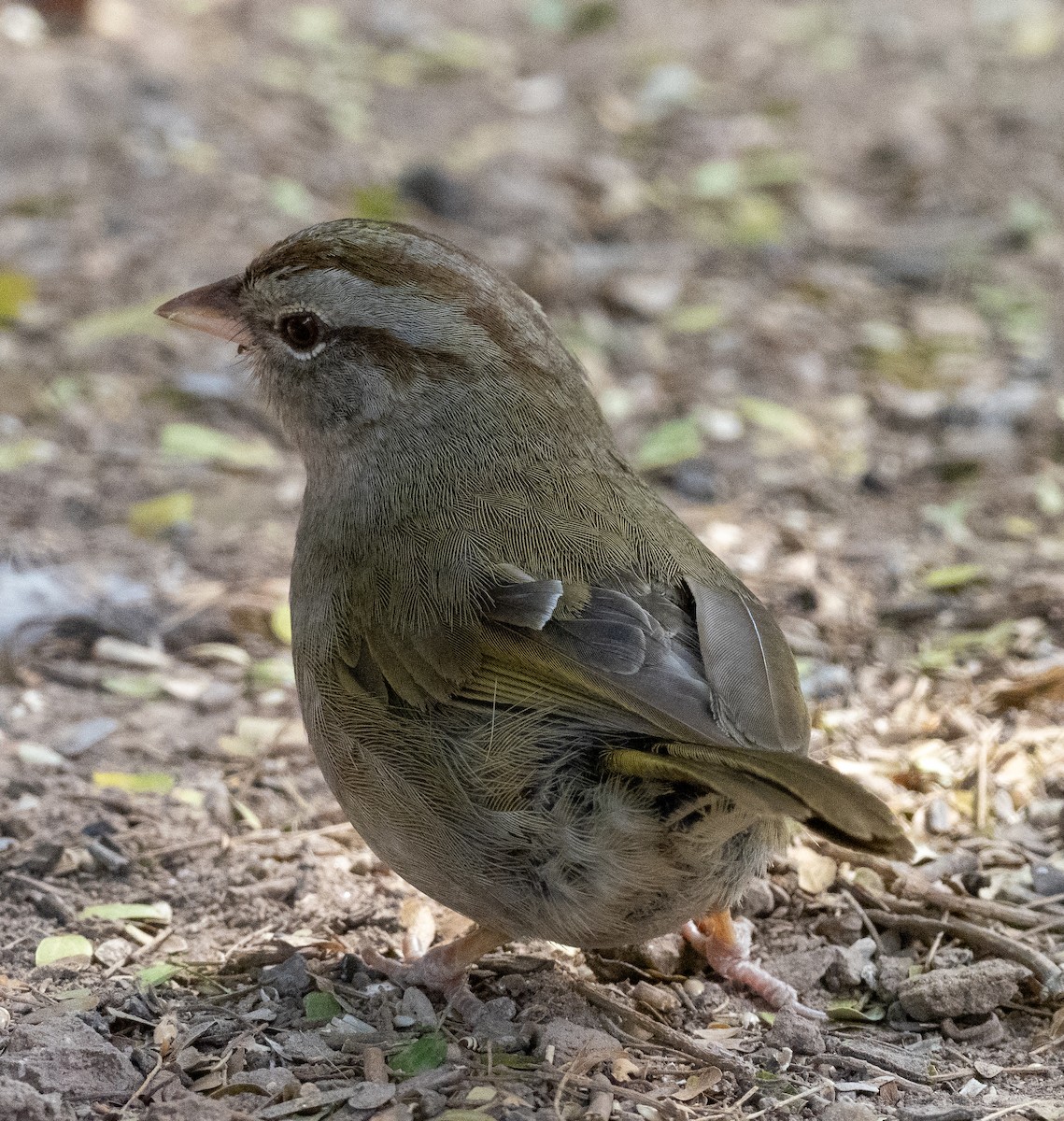 olivenspurv - ML650626521