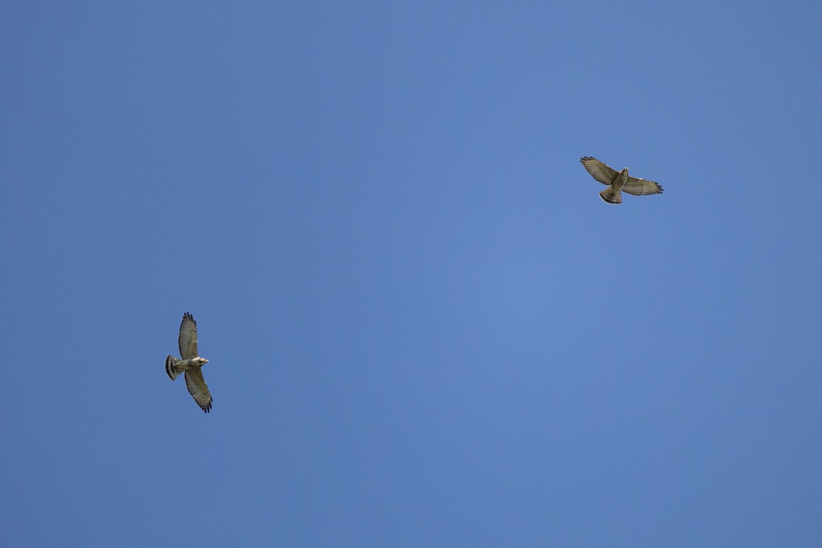 Broad-winged Hawk - ML650626528
