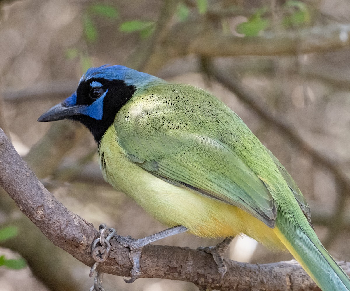 inkaskrike - ML650626534