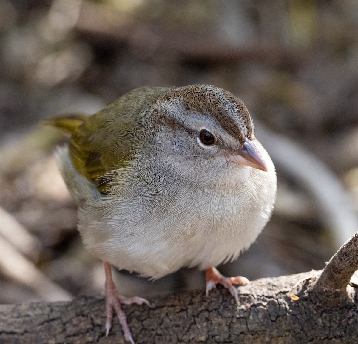 olivenspurv - ML650626553