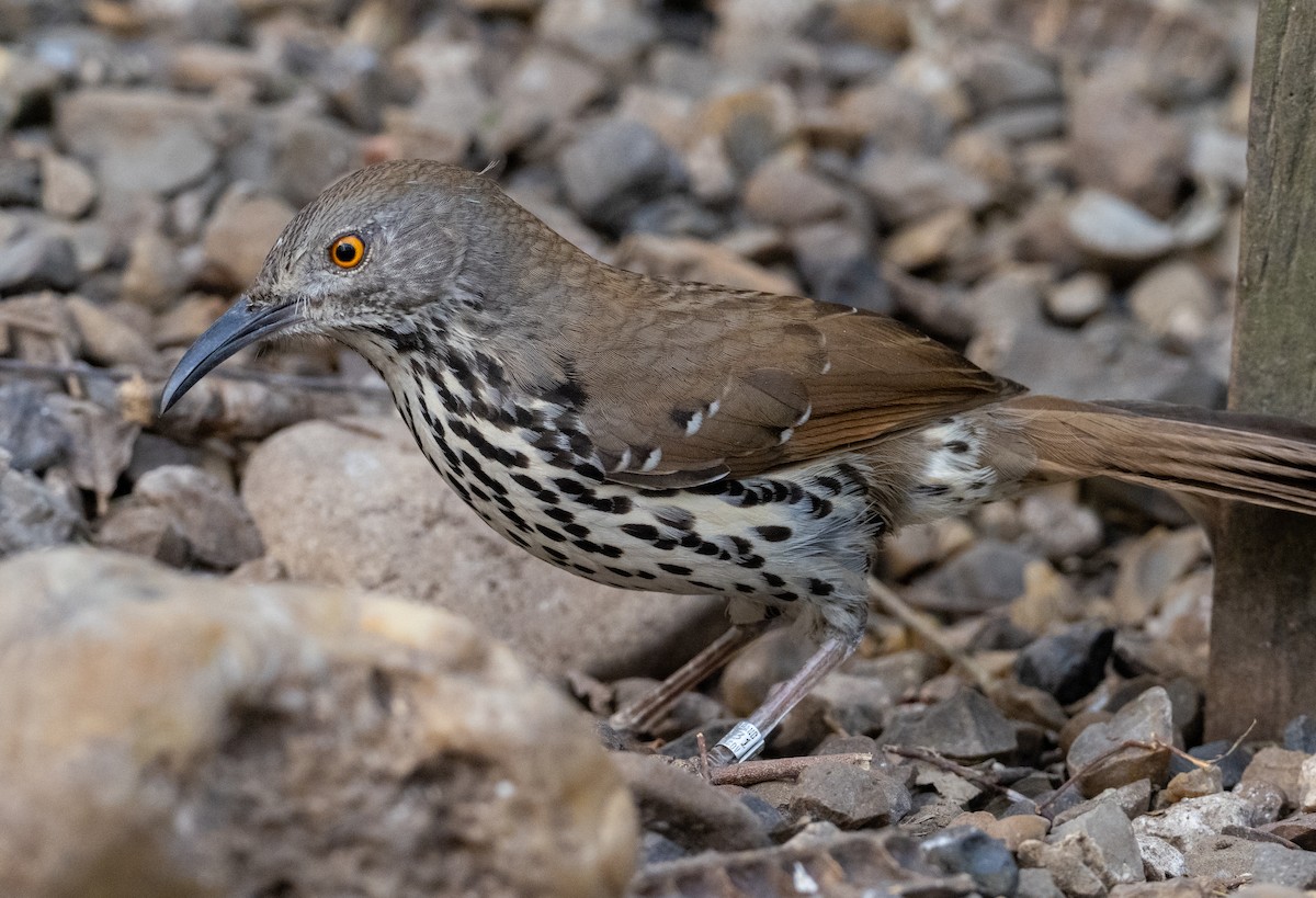 langnebbspottefugl - ML650626563