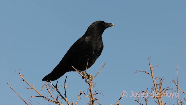 Carrion Crow - ML650626655