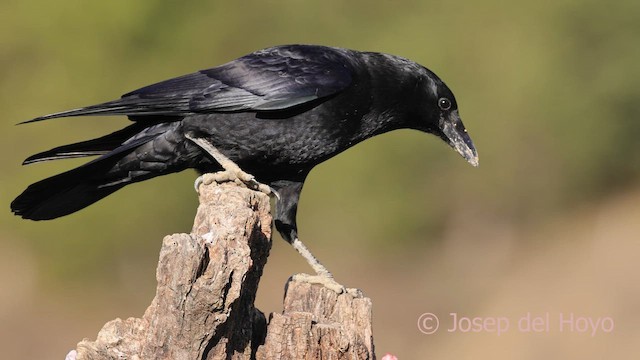 Carrion Crow - ML650626861