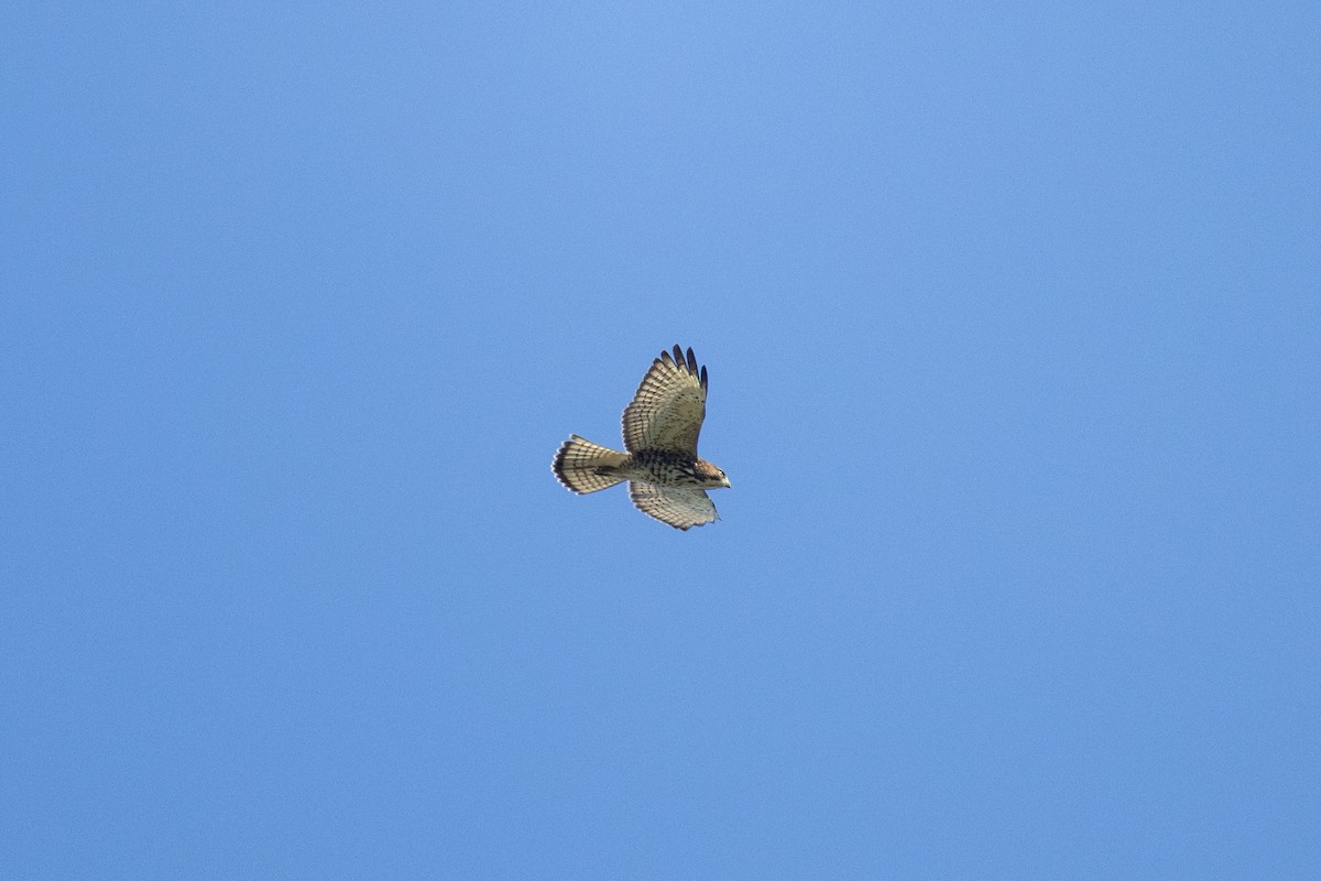 Broad-winged Hawk - ML650626922