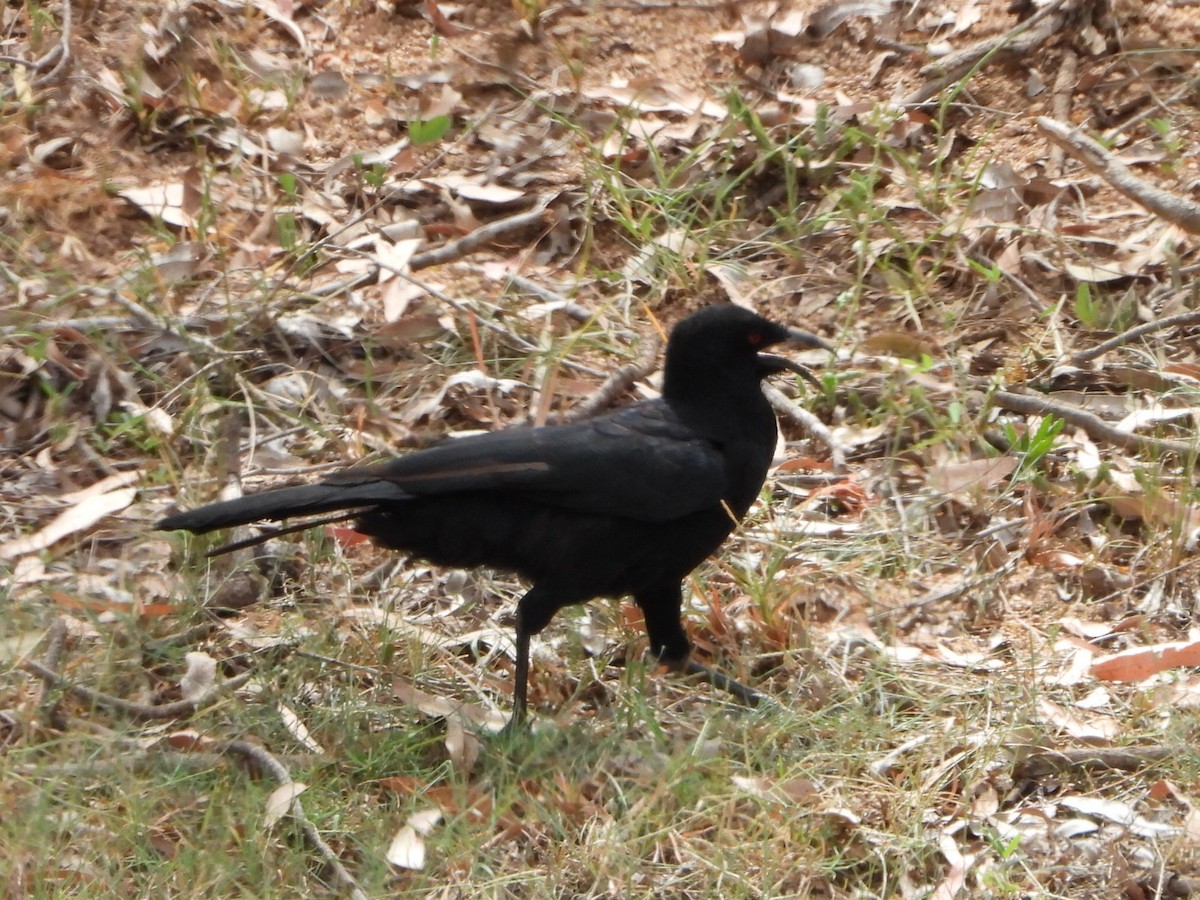 White-winged Chough - ML650626927