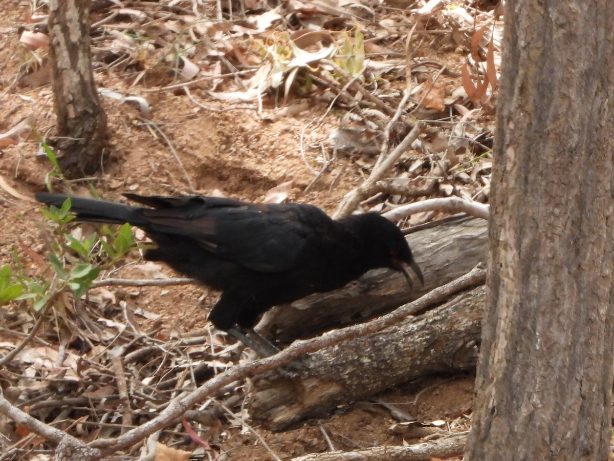 White-winged Chough - ML650626928