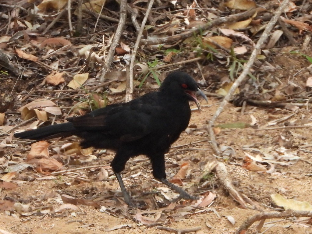 White-winged Chough - ML650626929