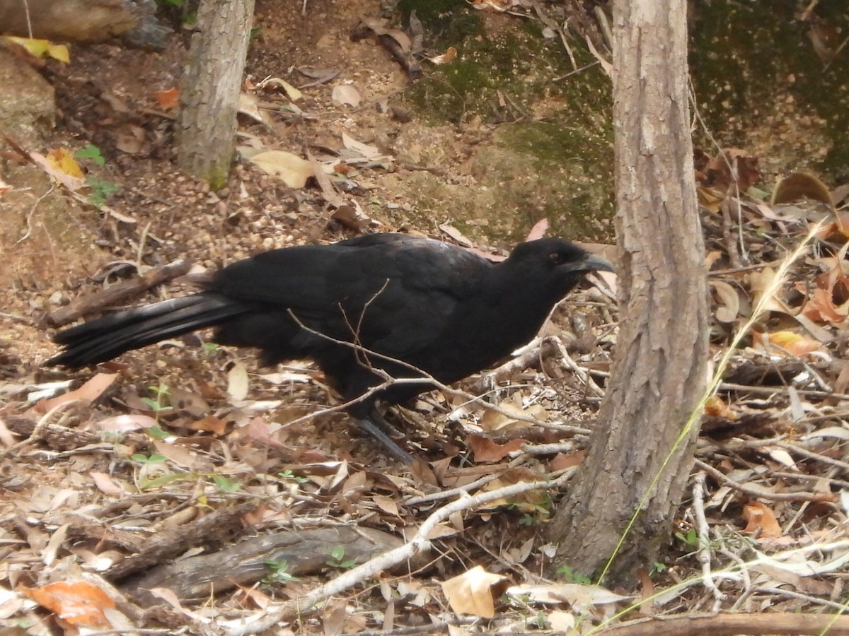 White-winged Chough - ML650626930