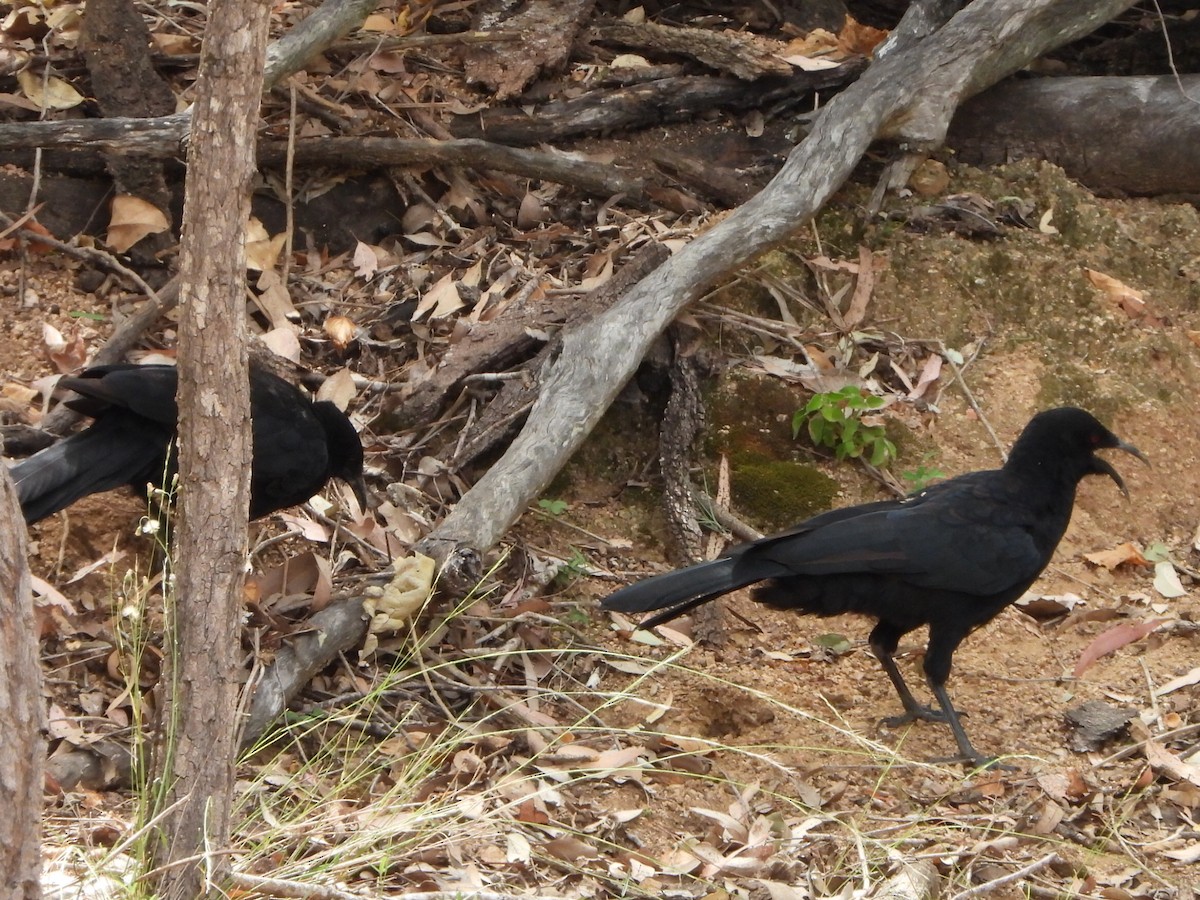 White-winged Chough - ML650626931