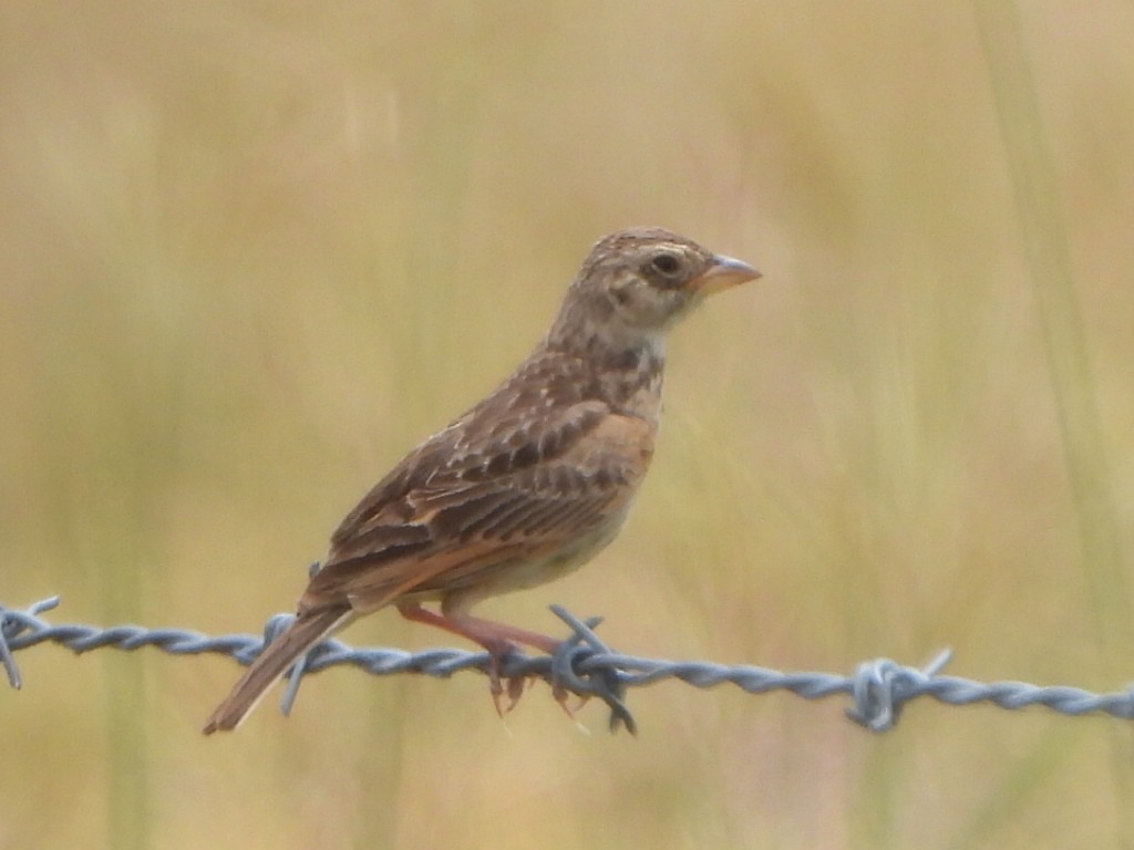 Singing Bushlark - ML650626940