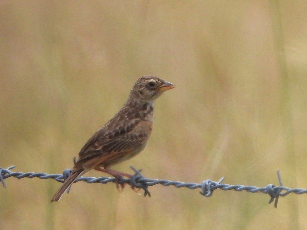 Singing Bushlark - ML650626941
