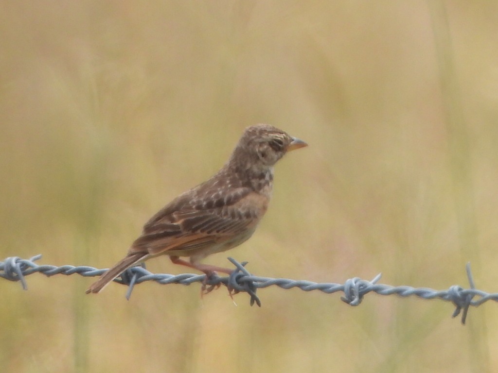 Singing Bushlark - ML650626942