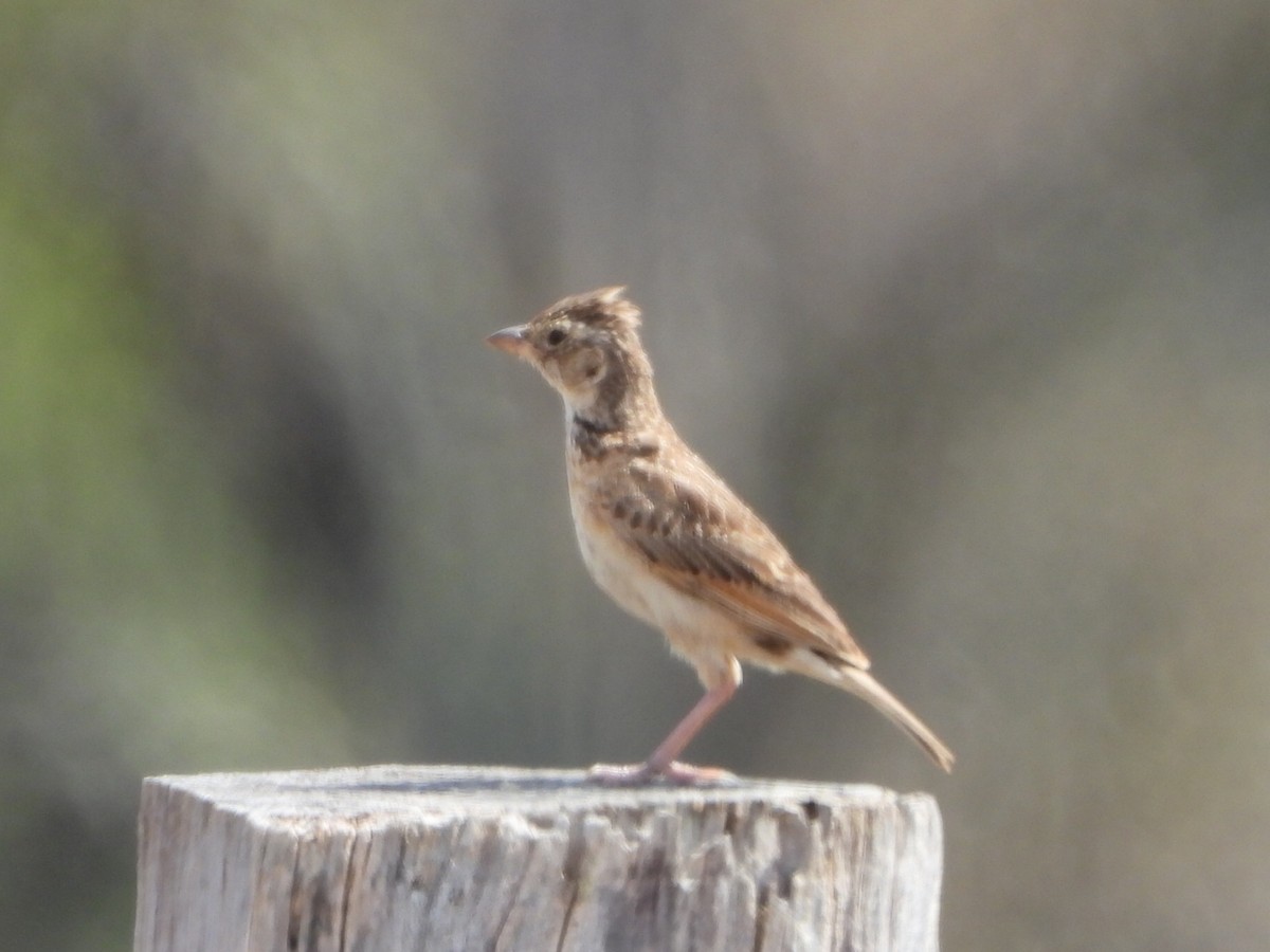 Singing Bushlark - ML650626943