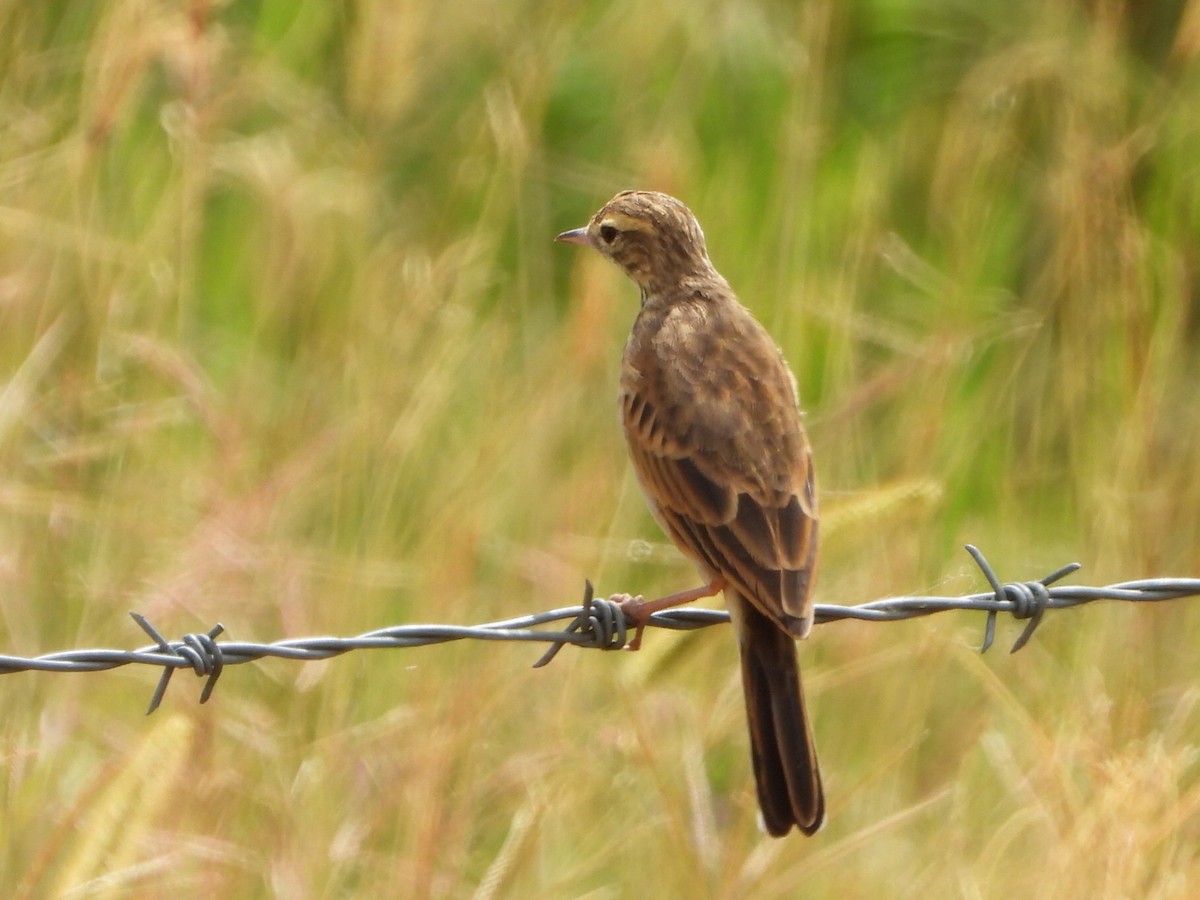 Australian Pipit - ML650626950
