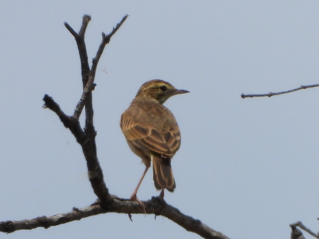 Australian Pipit - ML650626951