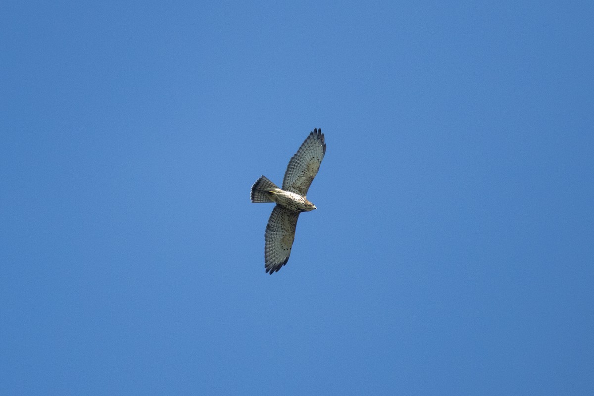 Broad-winged Hawk - ML650626980