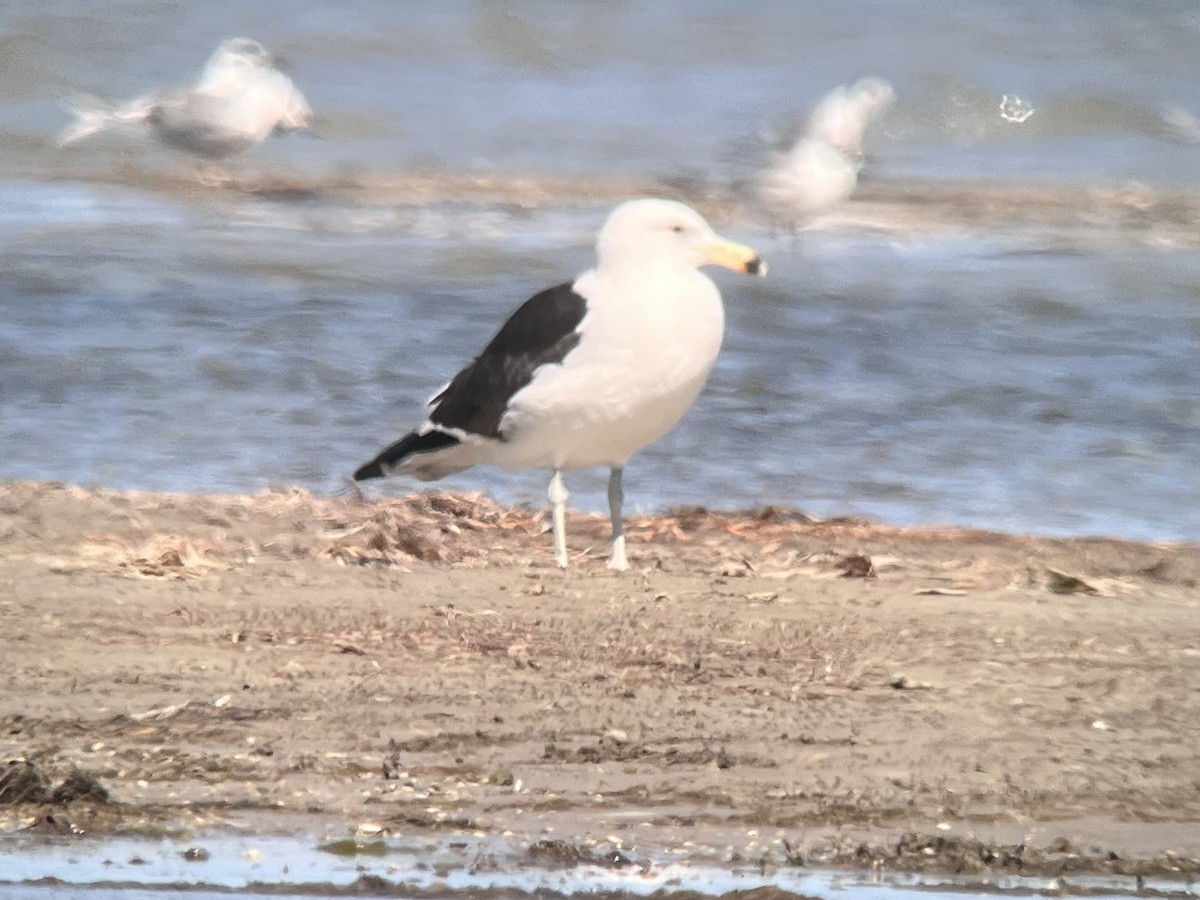 Kelp Gull - ML650627035
