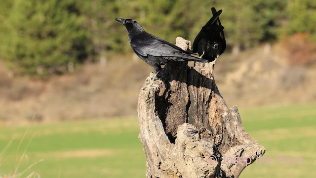 Carrion Crow - ML650627191