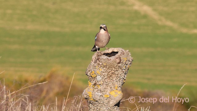 Eurasian Jay - ML650627352