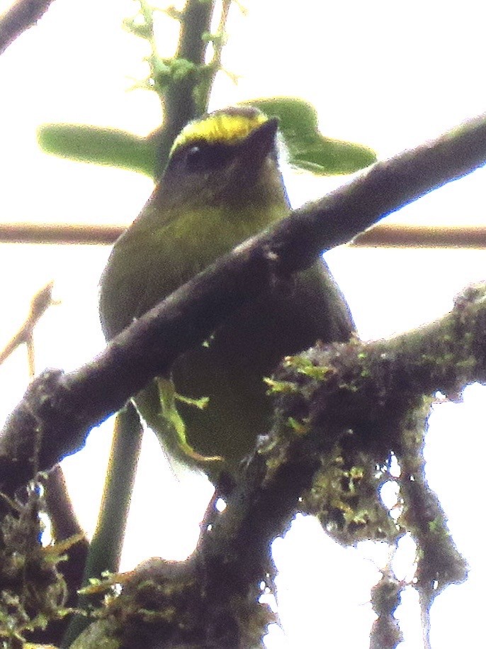 Pitajo diadème - ML650627412