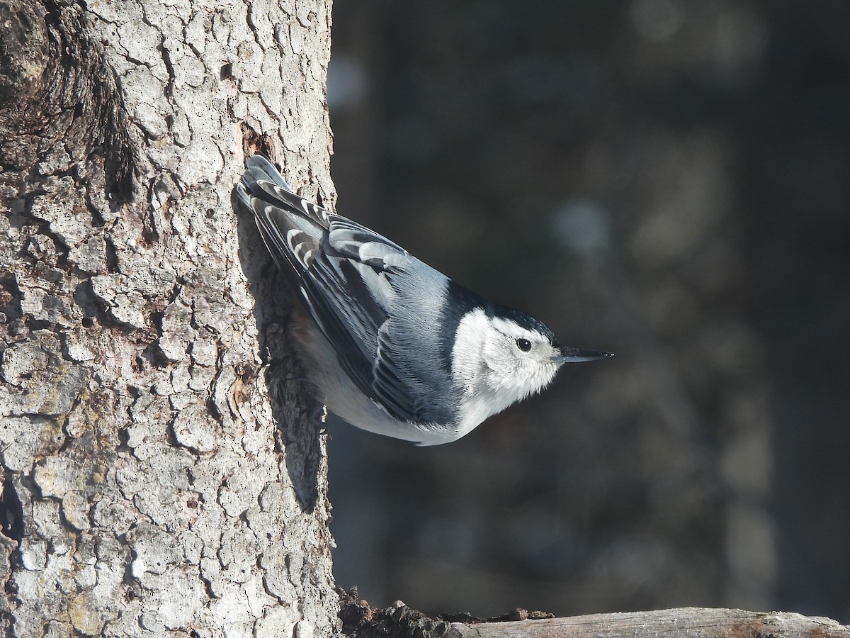 White-breasted Nuthatch - ML650627574