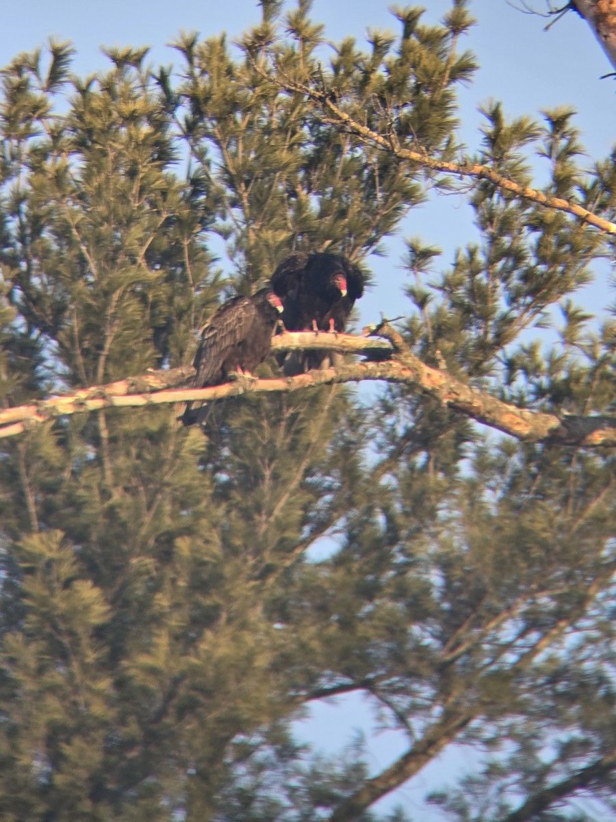 ヒメコンドル - ML650628151