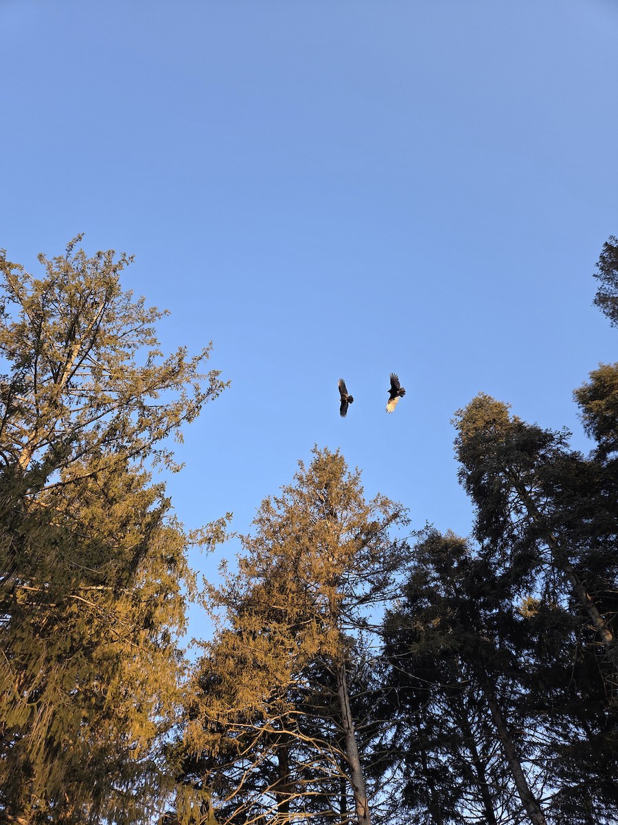 ヒメコンドル - ML650628152