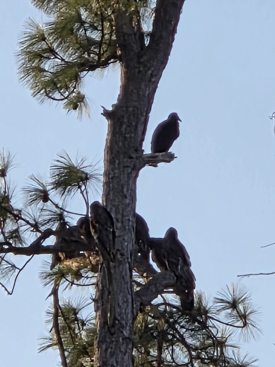 クロコンドル - ML650628161