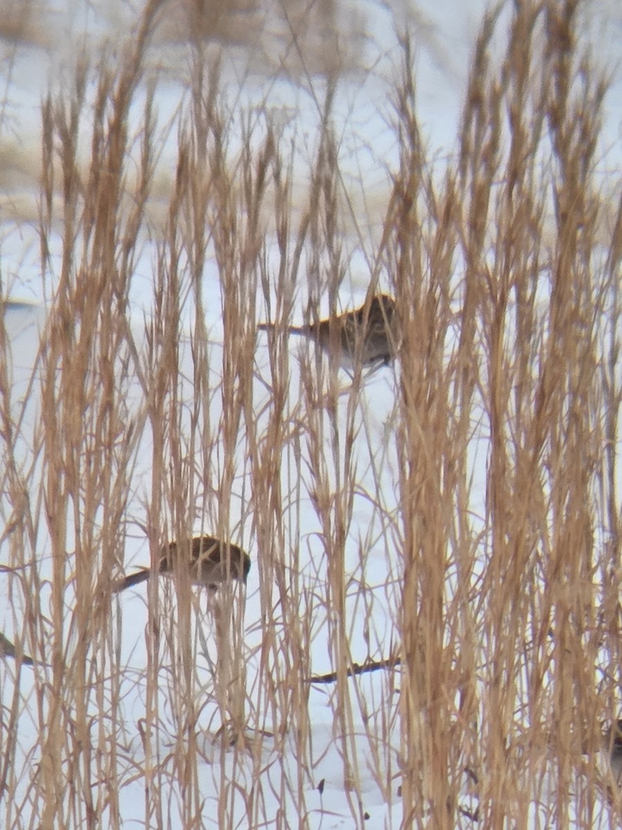 ヒメドリ - ML650628186