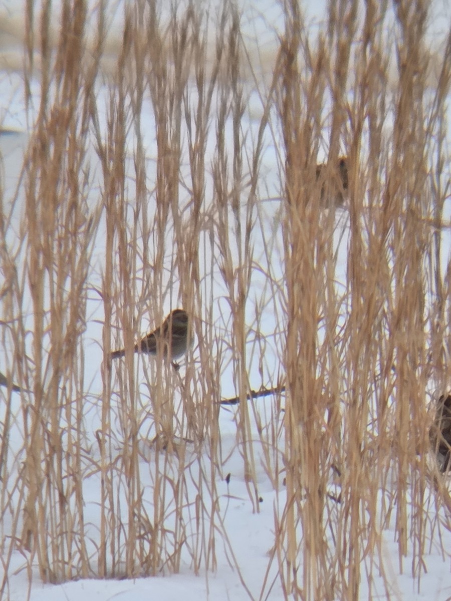 ヒメドリ - ML650628187