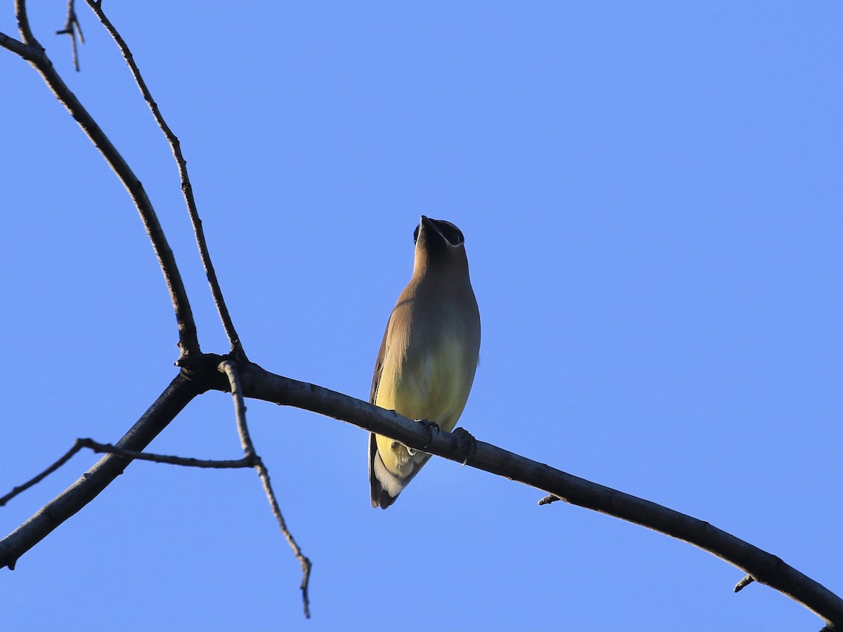 Ampelis Americano - ML650628351