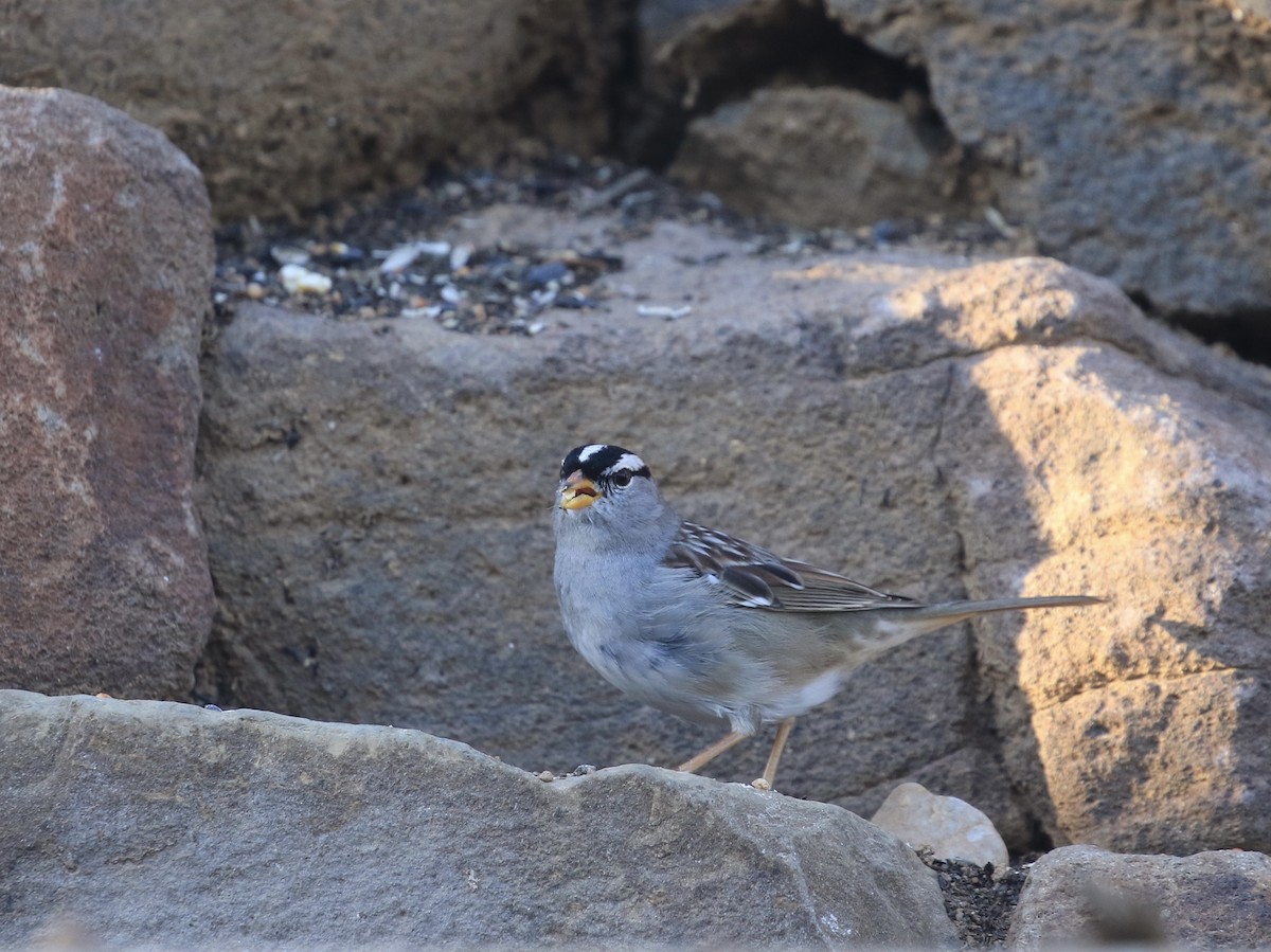 White-crowned Sparrow - ML650628365