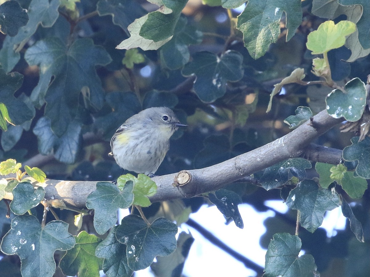 Yellow-rumped Warbler (Audubon's) - ML650628374