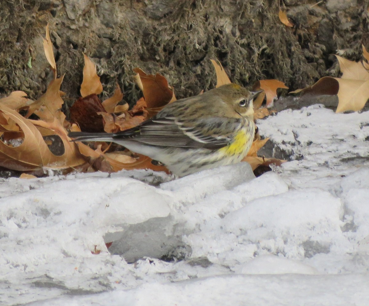 Yellow-rumped Warbler - ML650628694