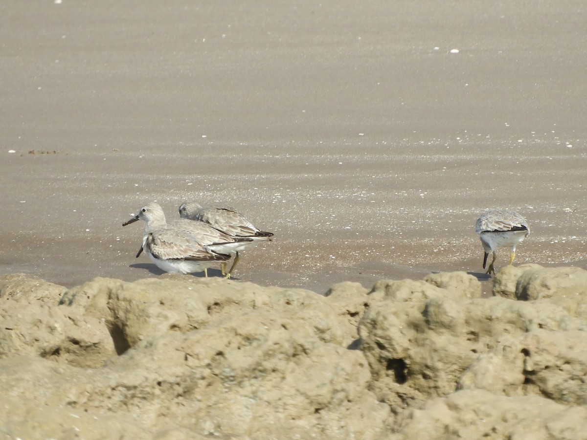 Txirri lodia - ML650629013