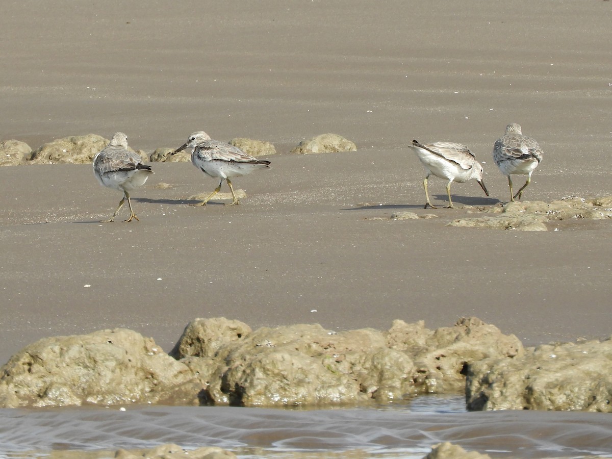 Txirri lodia - ML650629014