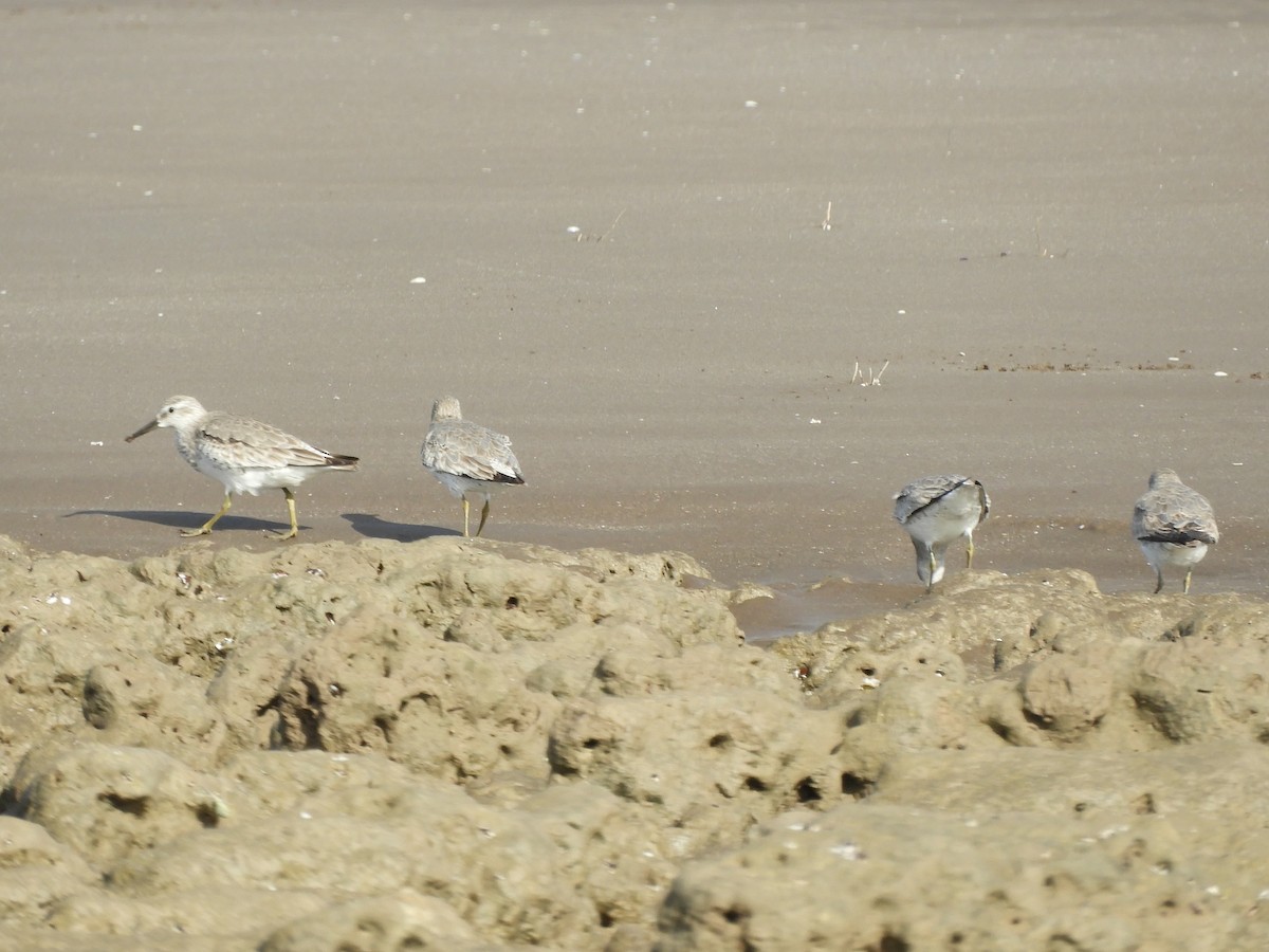 Txirri lodia - ML650629015