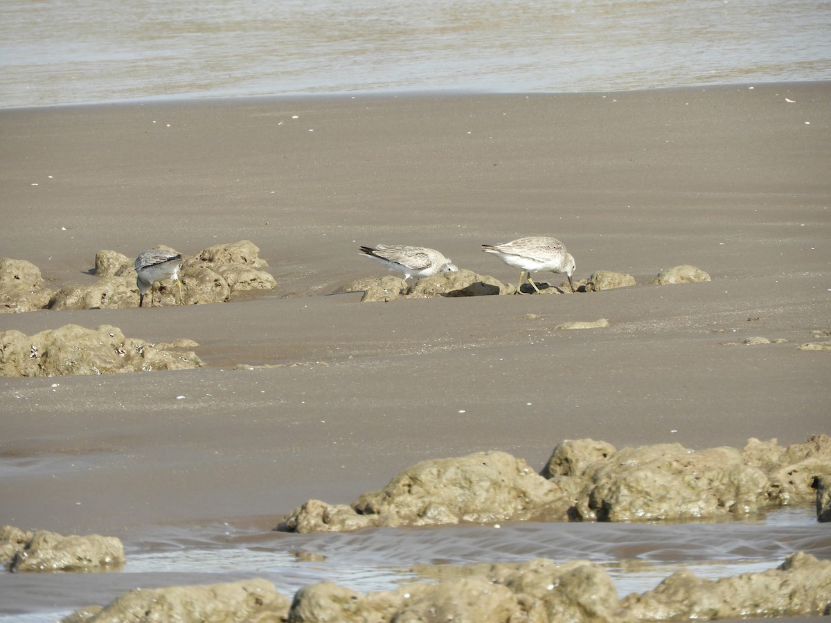 Txirri lodia - ML650629017