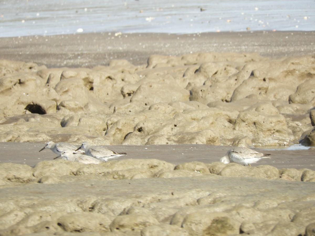 Txirri lodia - ML650629025