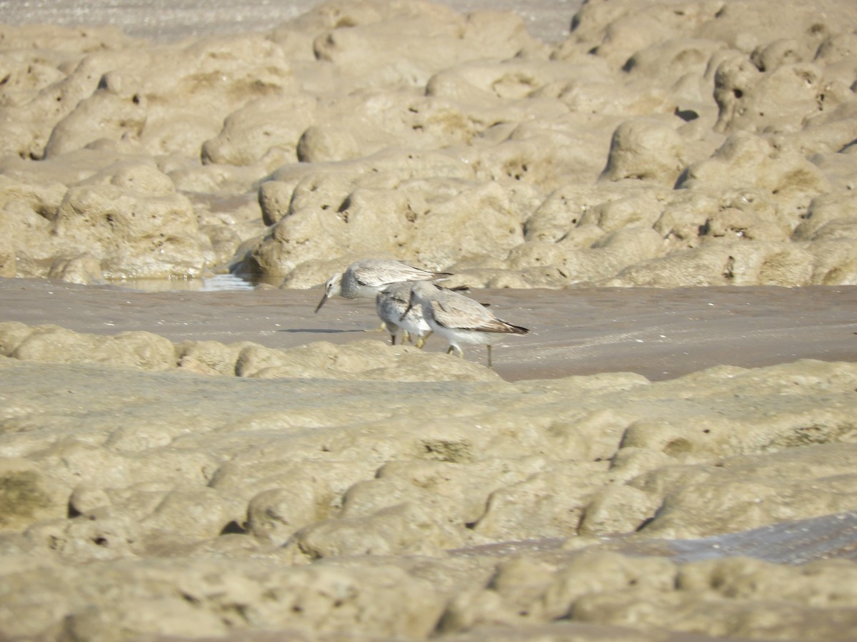 Txirri lodia - ML650629026