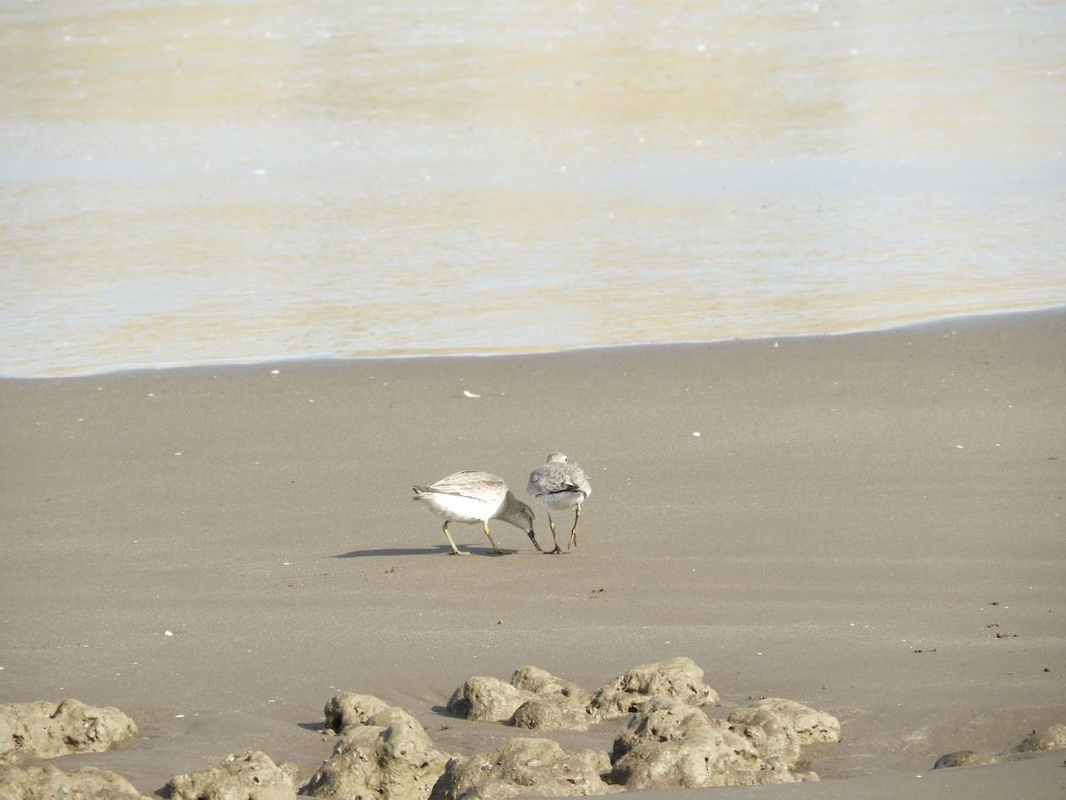 Txirri lodia - ML650629027