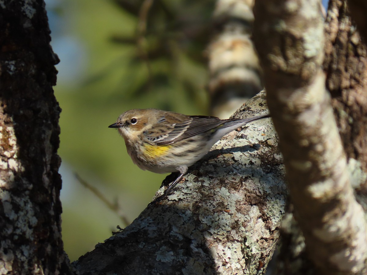 Yellow-rumped Warbler - ML650629041