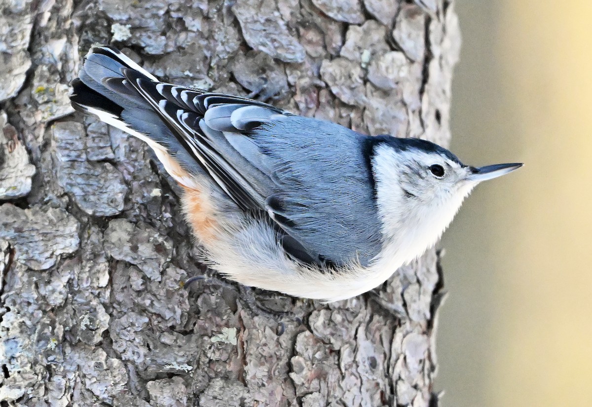White-breasted Nuthatch - ML650629045