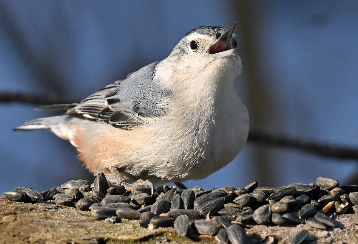 White-breasted Nuthatch - ML650629048