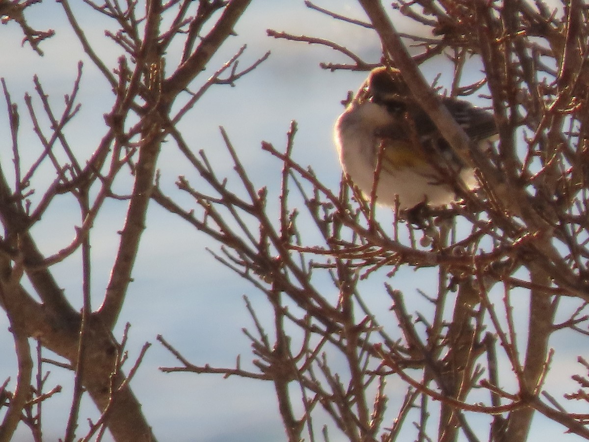 Yellow-rumped Warbler - ML650629052
